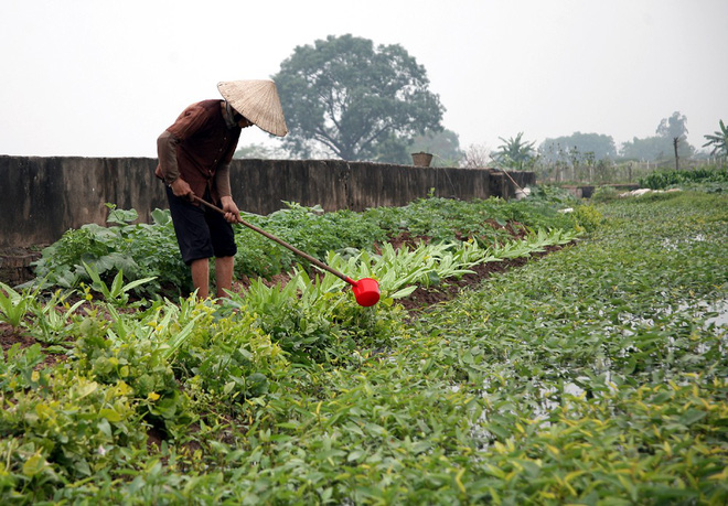 Hà Nội: Nước ô nhiễm nặng, bốc mùi nồng nặc vẫn phải bơm lên tưới cho hoa màu